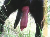 Zoophilia porn video of black dog's hard erected cock